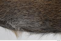 boar fur 0005